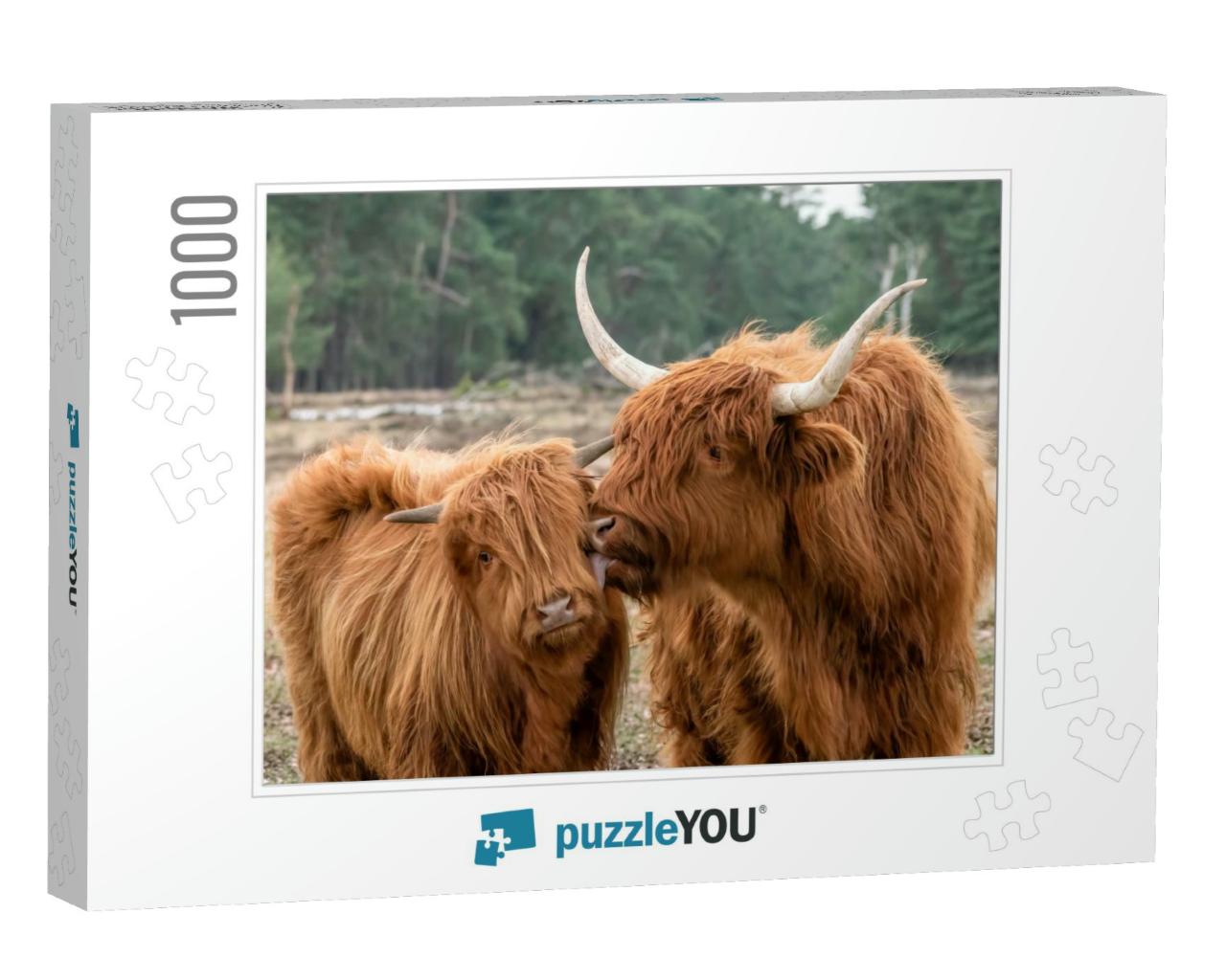 Beautiful Highland Cow Cattle with Calf Bos Taurus Taurus... Jigsaw Puzzle with 1000 pieces