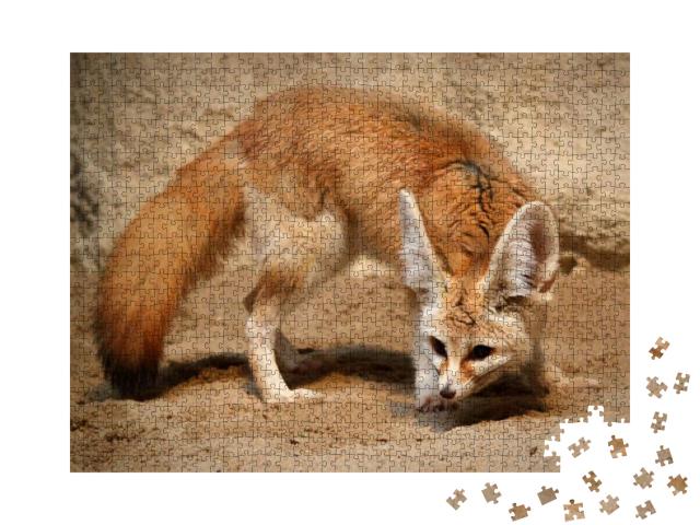 Fennec Smelling His Prey... Jigsaw Puzzle with 1000 pieces