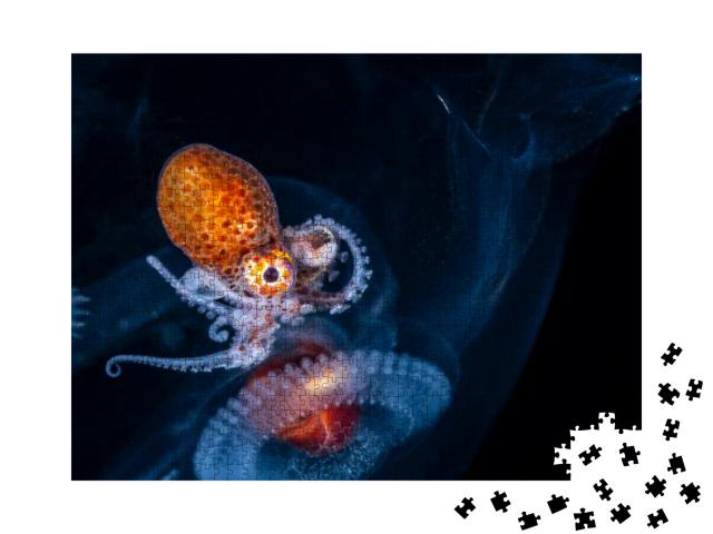 Larval Female Nautilus Octopus in a Salp for Protection... Jigsaw Puzzle with 1000 pieces