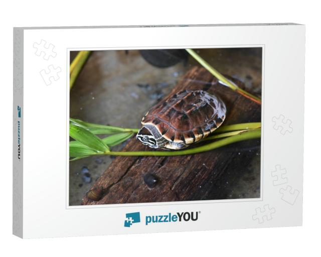 Young Snail - Eating Turtle Relax on Timber... Jigsaw Puzzle