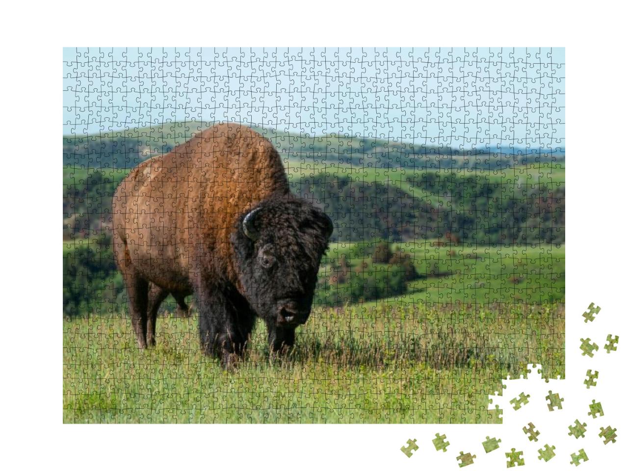 Young Bull Buffalo in Theodore Roosevelt National Park... Jigsaw Puzzle with 1000 pieces