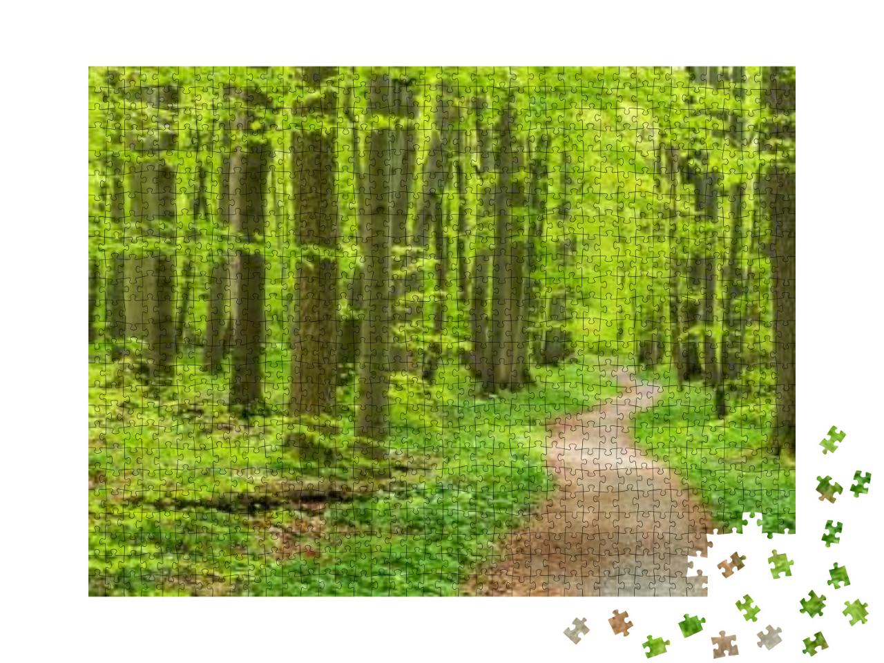 Winding Footpath Through Beech Forest in Spring, Lush Gre... Jigsaw Puzzle with 1000 pieces