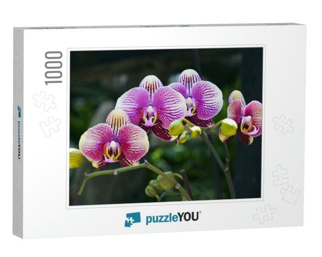 Orchid Flower in Tropical Garden. Phalaenopsis Growing on... Jigsaw Puzzle with 1000 pieces