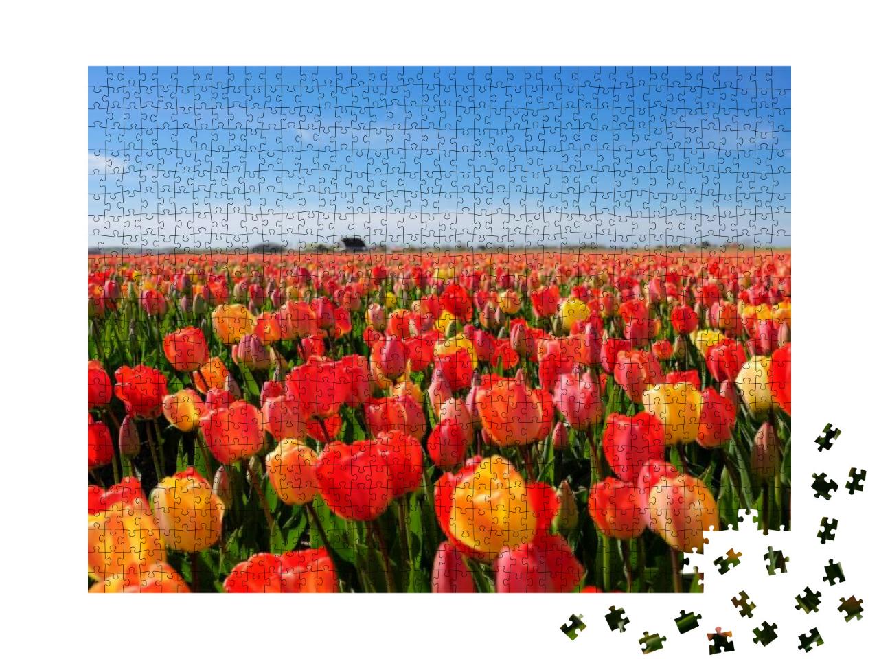 Tulip Field in Netherlands... Jigsaw Puzzle with 1000 pieces