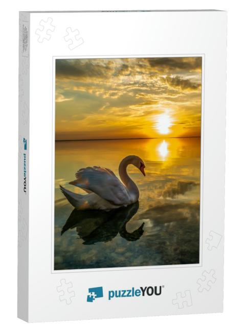 White Swan Swimming in Sunset Water... Jigsaw Puzzle
