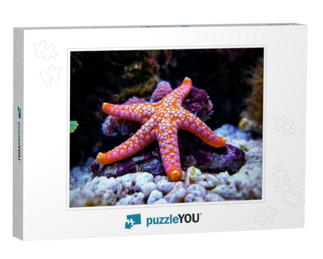 Fromia Seastar in Coral Reef Aquarium Tank is One of the... Jigsaw Puzzle