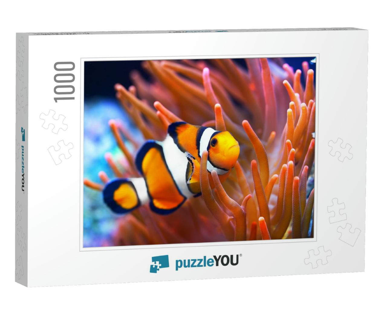Amphiprion Ocellaris Clownfish in the Anemon. Natural Mar... Jigsaw Puzzle with 1000 pieces