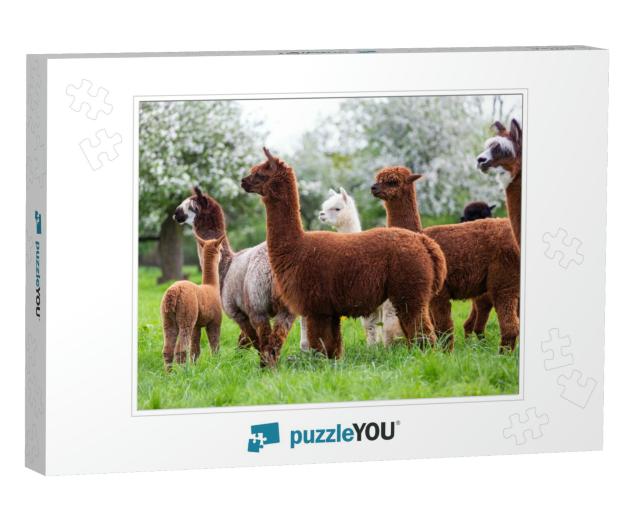 Alpaca Herd on a Spring Meadow, South American Mammals... Jigsaw Puzzle