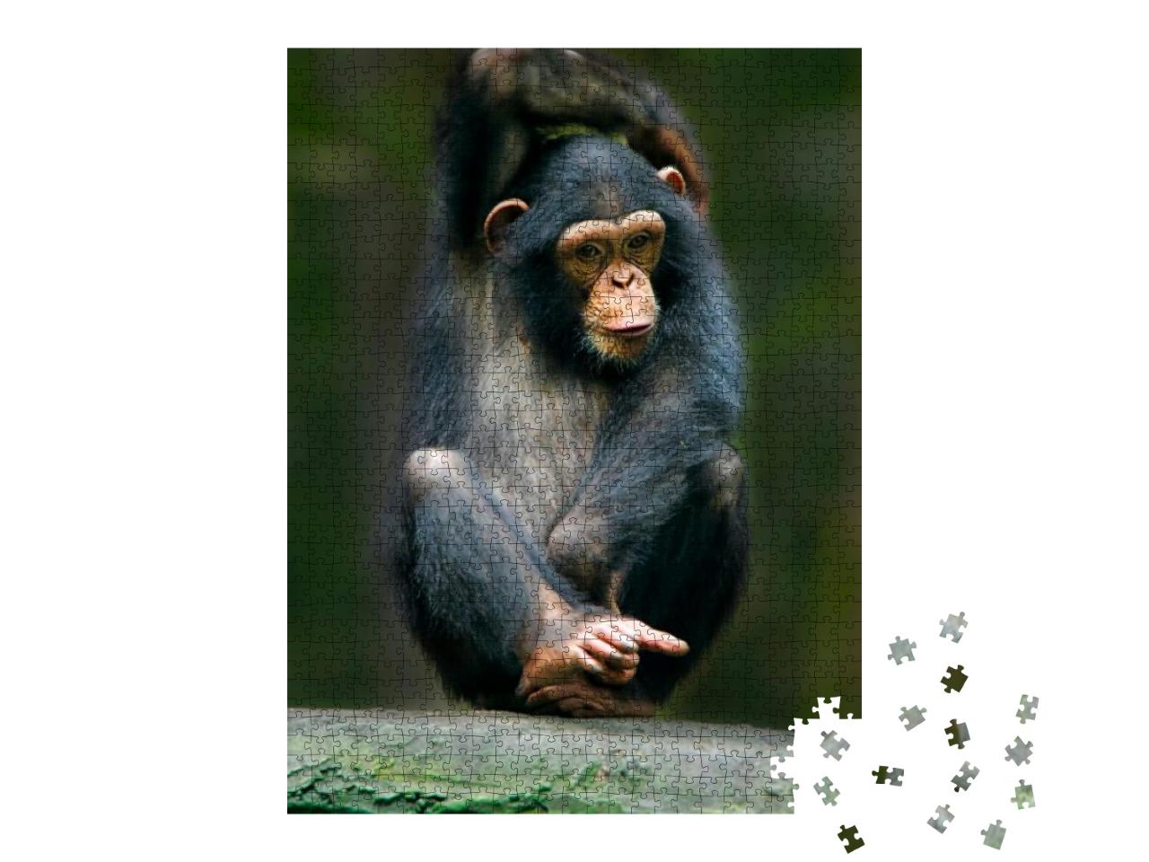 The Chimpanzee Pan Troglodytes, Also Known as the Common... Jigsaw Puzzle with 1000 pieces
