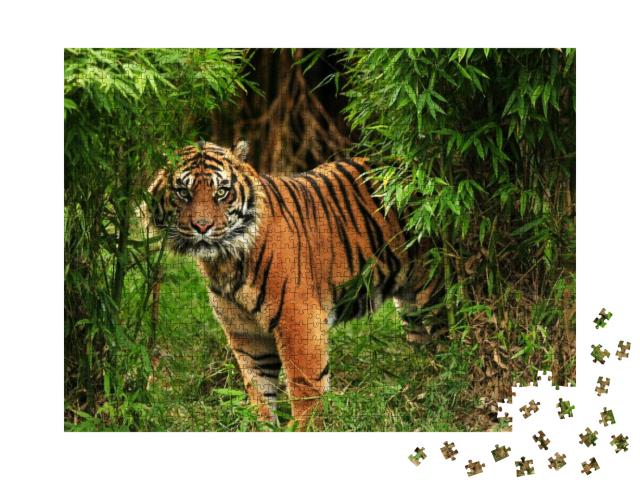 Scary Looking Male Royal Bengal Tiger Staring Towards the... Jigsaw Puzzle with 1000 pieces
