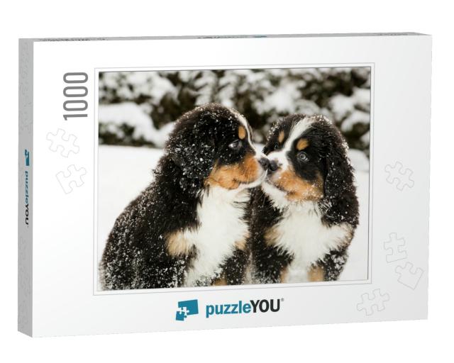 Snowy Bernese Mountain Dog Puppets Sniff Each Others... Jigsaw Puzzle with 1000 pieces
