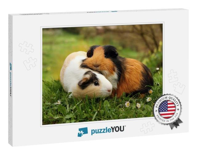 Guinea Pig Friends... Jigsaw Puzzle