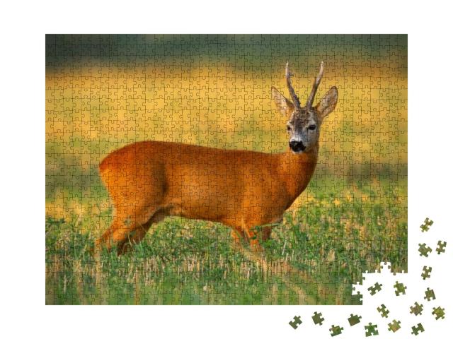 Strong Old Roe Deer, Capreolus Capreolus, Buck with Long... Jigsaw Puzzle with 1000 pieces