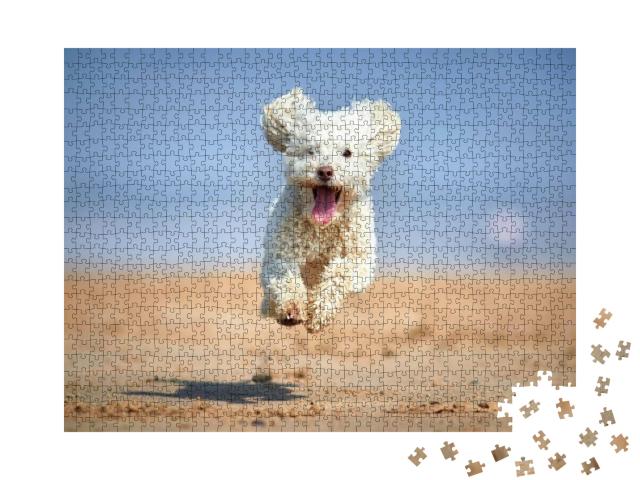 Miniature Poodle - Dog Running, Playing & Jumping on the... Jigsaw Puzzle with 1000 pieces