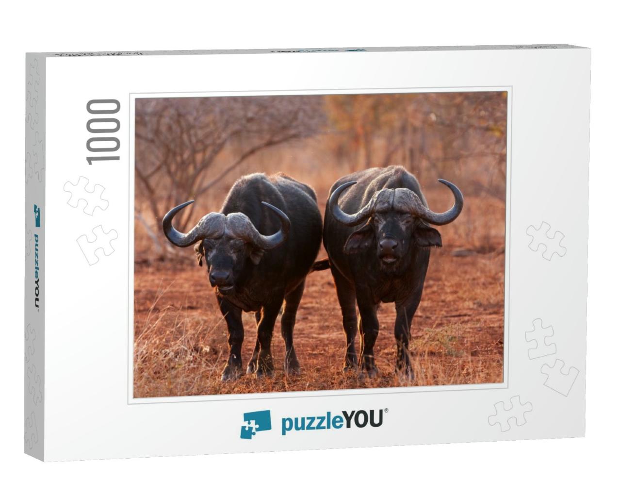 African Buffalo, Cape Buffalo, Syncerus Caffer, Kruger Na... Jigsaw Puzzle with 1000 pieces