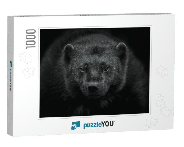Close-Up of a Wolverine Gulo Gulo Looking At the Camera &... Jigsaw Puzzle with 1000 pieces