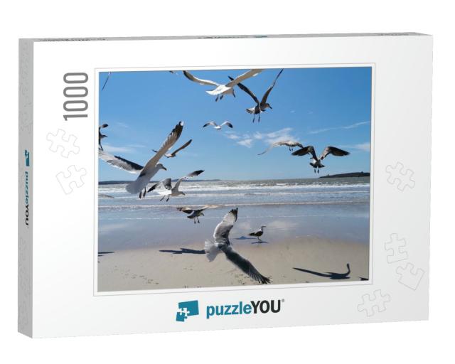 Seagull Flying At Seaside in a Warm Sunny Day in Morocco... Jigsaw Puzzle with 1000 pieces