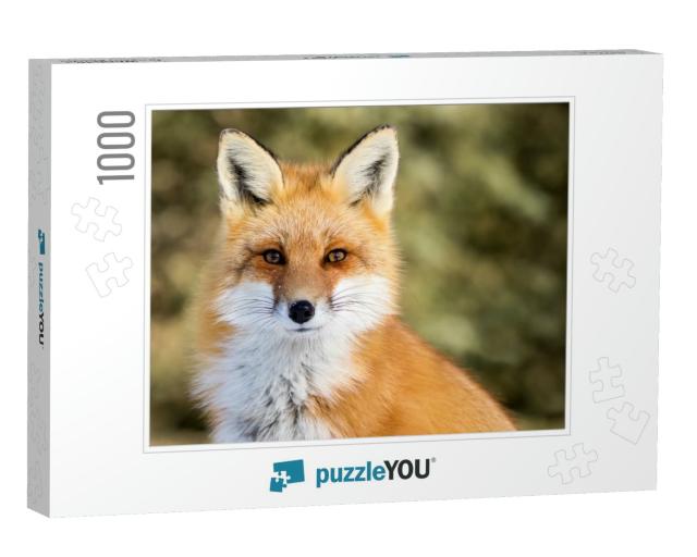 Red Fox - Vulpes Vulpes, Sitting Up At Attention, Direct... Jigsaw Puzzle with 1000 pieces