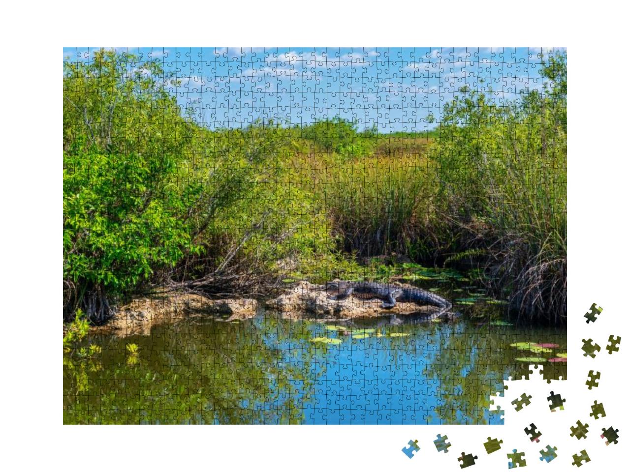 Sunbathing Alligator in Everglades National Park Florida... Jigsaw Puzzle with 1000 pieces