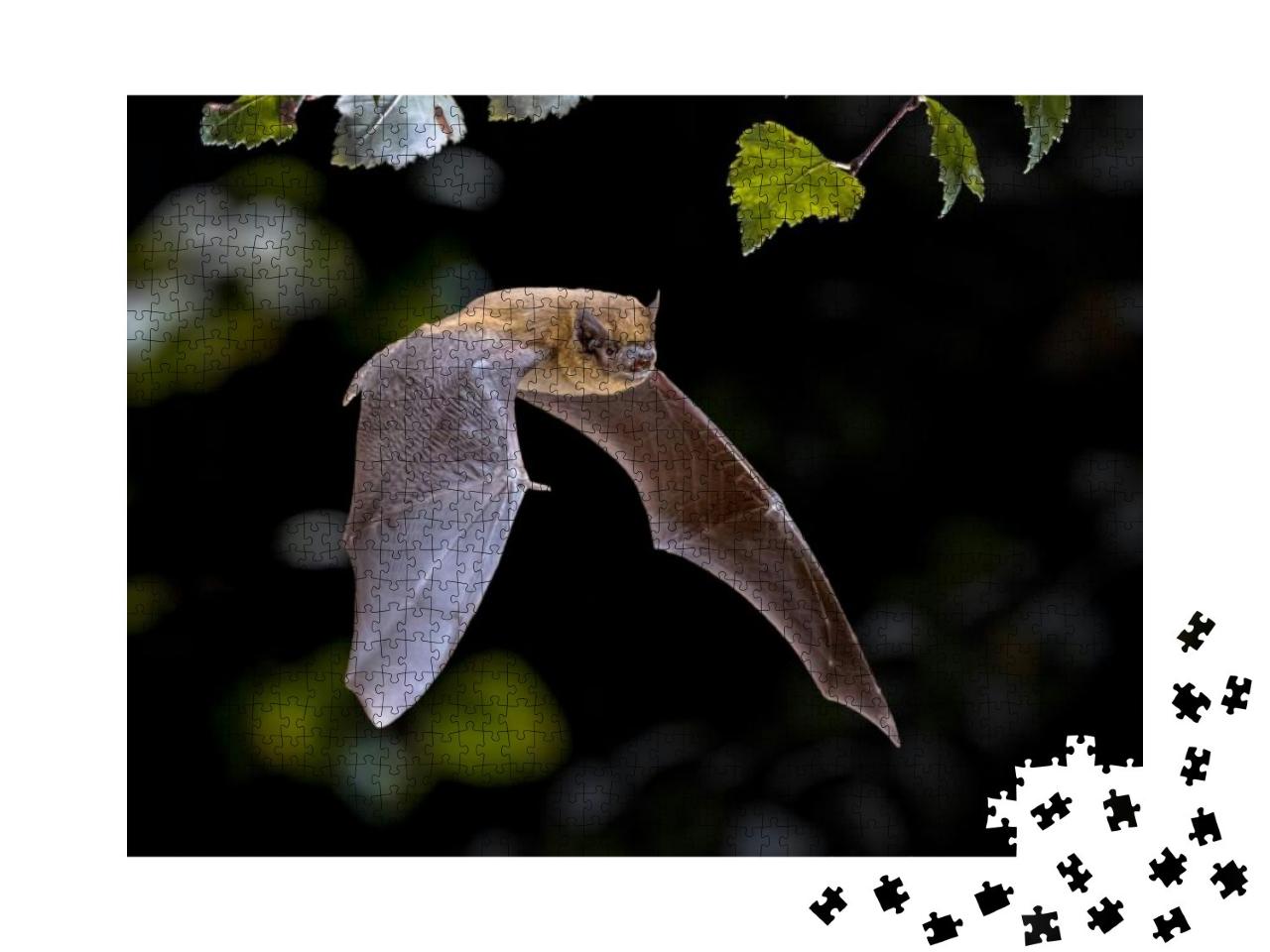 Flying Pipistrelle Bat Pipistrellus Pipistrellus Action S... Jigsaw Puzzle with 1000 pieces