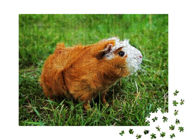 Red Abyssinian Guinea Pig on Green Grass... Jigsaw Puzzle with 1000 pieces