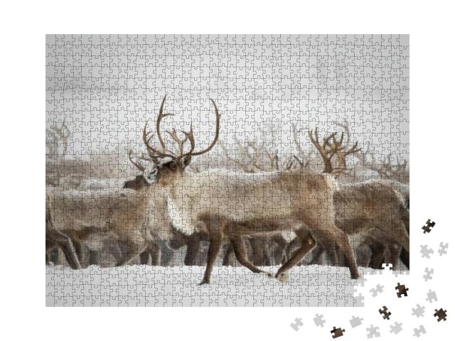 Reindeer Migration to Breeding Grounds... Jigsaw Puzzle with 1000 pieces
