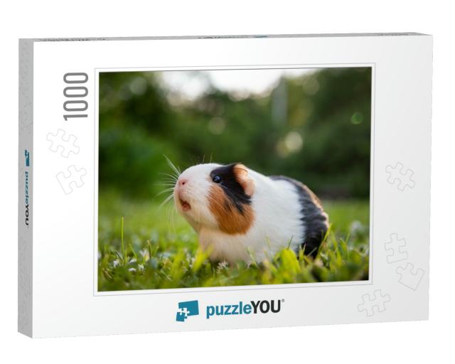 Guinea Pig in a Meadow... Jigsaw Puzzle with 1000 pieces