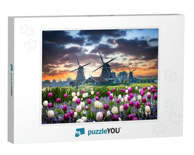 Netherlands Landscape with Beautiful Violet & White Tulip... Jigsaw Puzzle