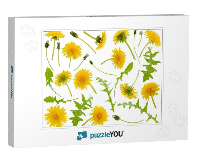 Many Yellow Dandelions & Dandelions Leaves At Various Ang... Jigsaw Puzzle