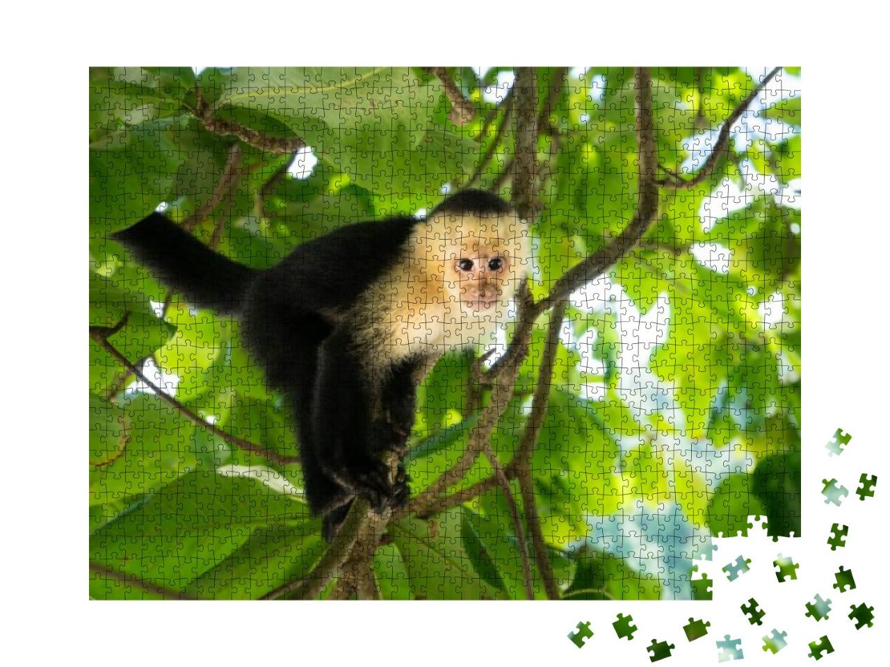 White-Headed Capuchin Monkey in Manuel Antonio, the Rainf... Jigsaw Puzzle with 1000 pieces