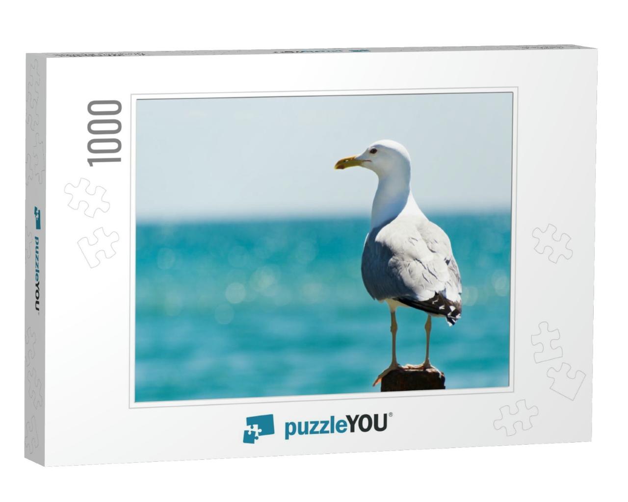 Seagull Portrait Against Sea Shore. Close Up View of Whit... Jigsaw Puzzle with 1000 pieces