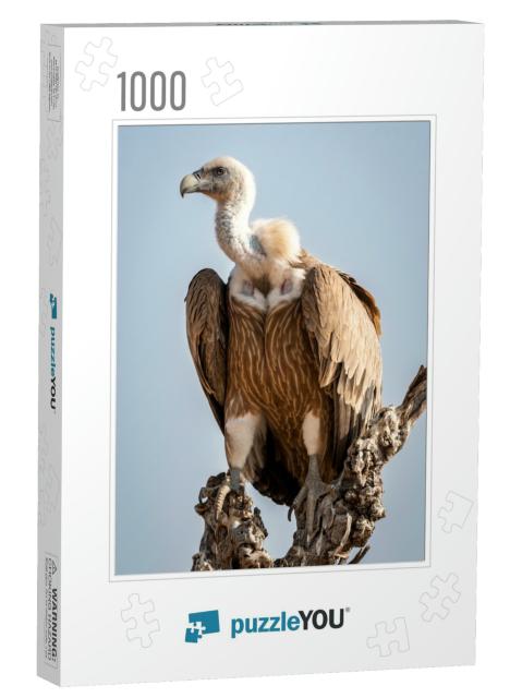 Griffon Vulture or Eurasian Griffon or Gyps Fulvus Closeu... Jigsaw Puzzle with 1000 pieces