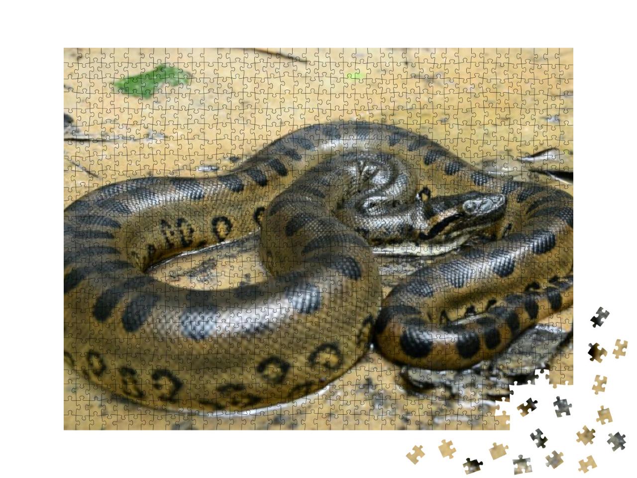 Green Anaconda Eunectes Murinus... Jigsaw Puzzle with 1000 pieces