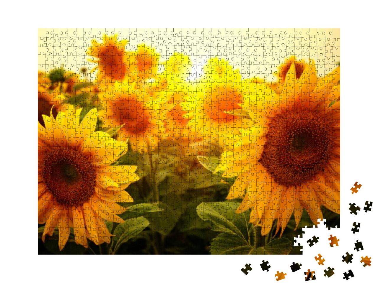 Field of Sunflowers & Sun... Jigsaw Puzzle with 1000 pieces