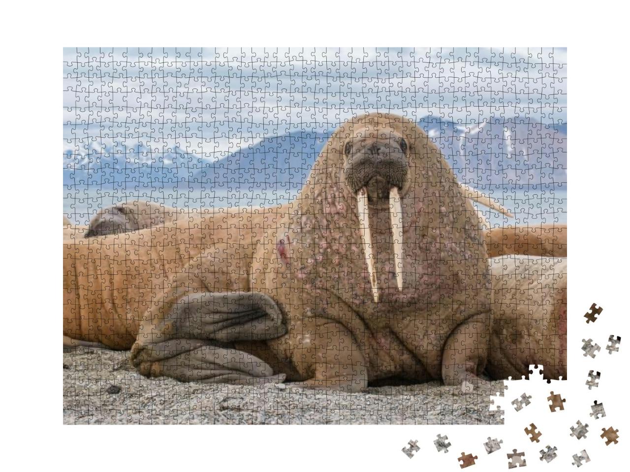 The Walrus is a Marine Mammal, the Only Modern Species of... Jigsaw Puzzle with 1000 pieces