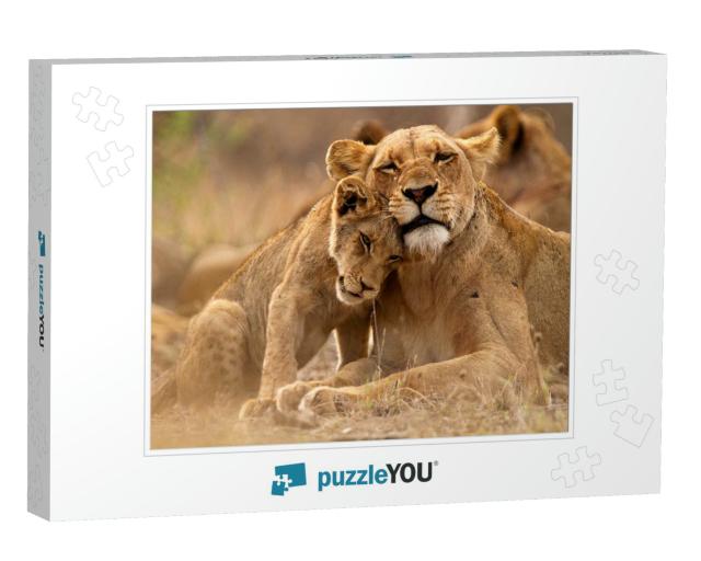 Predator's Love. Lioness & Cub in the Kruger Np, South Af... Jigsaw Puzzle