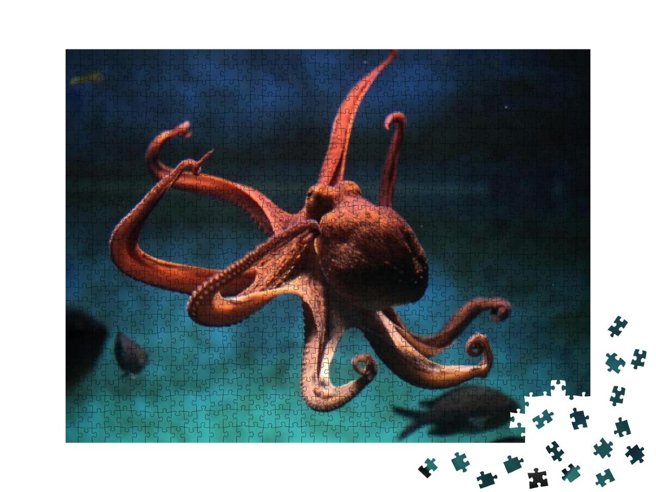 Common Octopus Vulgaris. Wildlife Animal... Jigsaw Puzzle with 1000 pieces