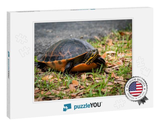 Yellow Bellied Slider Turtle Crossing Road At Okef... Jigsaw Puzzle