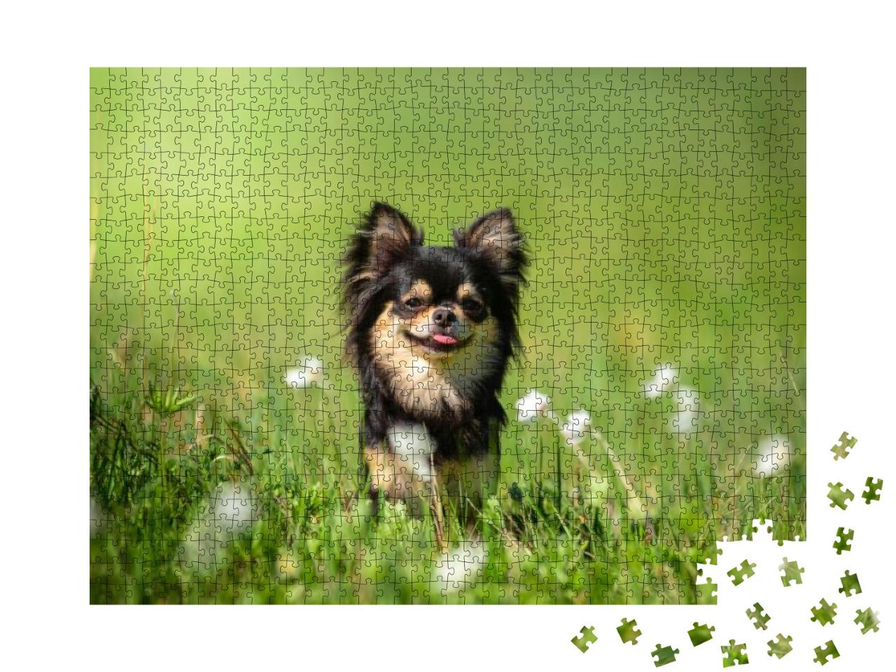 Summer. a Chihuahua Dog in a Sunny Clearing. Hot Day... Jigsaw Puzzle with 1000 pieces
