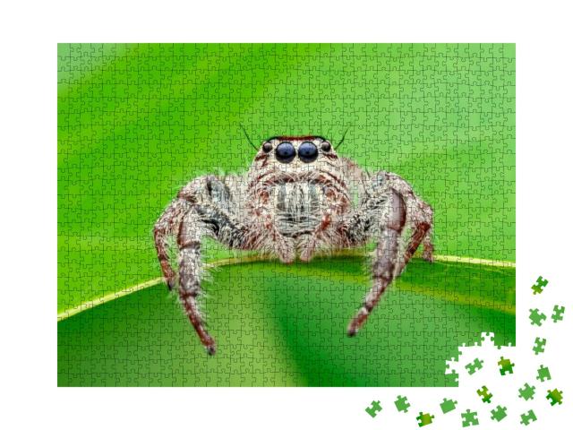 This is a Hairy Spider Species & a Part of the Jumping Sp... Jigsaw Puzzle with 1000 pieces
