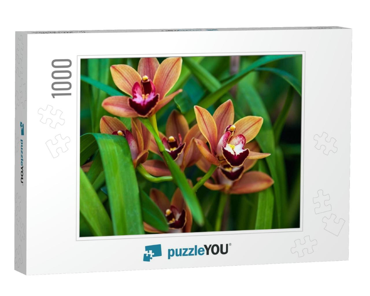 Cymbidium Burgundian Chateau Orchid - Orange Brown Orchid... Jigsaw Puzzle with 1000 pieces