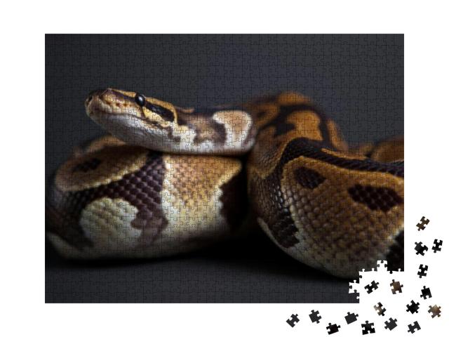 A Studio Shot of a Python... Jigsaw Puzzle with 1000 pieces