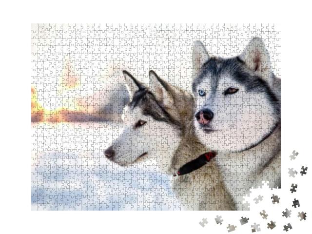 Two Siberian Husky Dogs Looks Around. Husky Dogs Has Blac... Jigsaw Puzzle with 1000 pieces