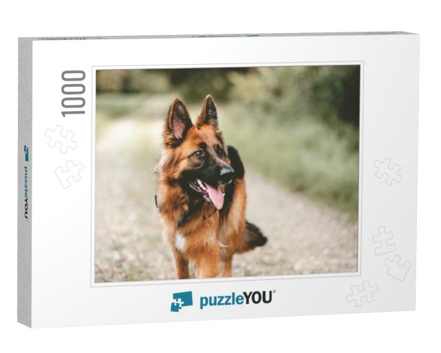 German Shepherd... Jigsaw Puzzle with 1000 pieces