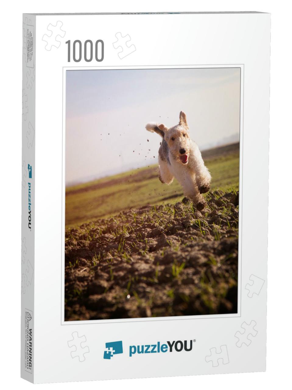 Wire Haired Fox Terrier Running Fast on Grass Ku. Fox Ter... Jigsaw Puzzle with 1000 pieces