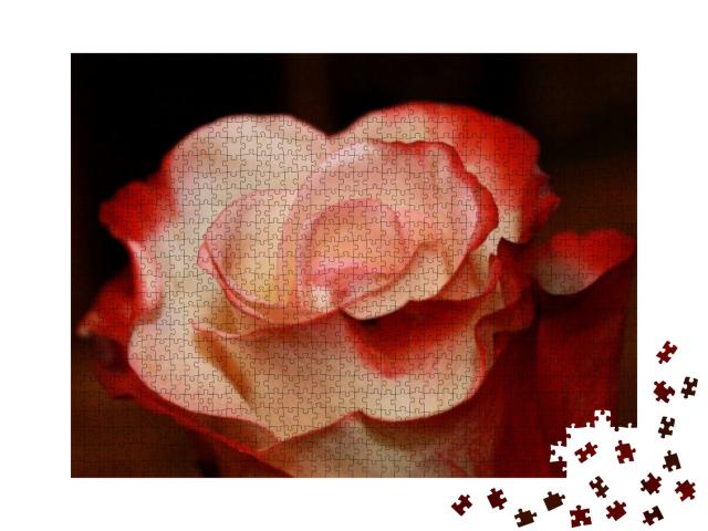 Bright Red & White Rose... Jigsaw Puzzle with 1000 pieces