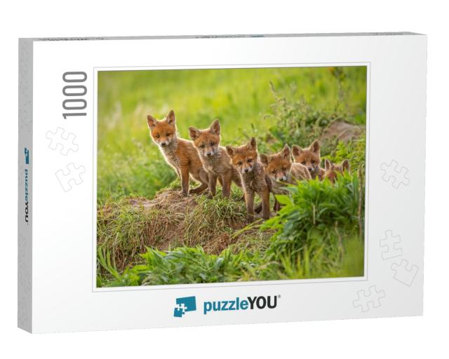 Red Fox, Vulpes Vulpes, Small Young Cubs Near Den Curious... Jigsaw Puzzle with 1000 pieces