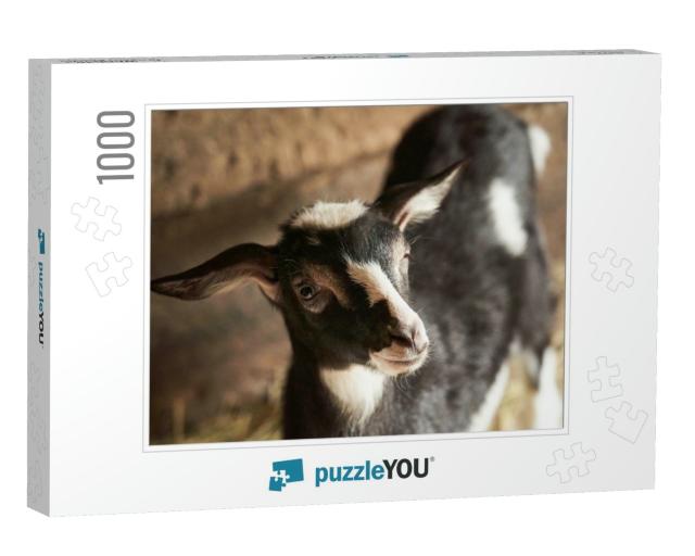 Black & White Goat in Barn. Domestic Dwarf Goat in the Fa... Jigsaw Puzzle with 1000 pieces