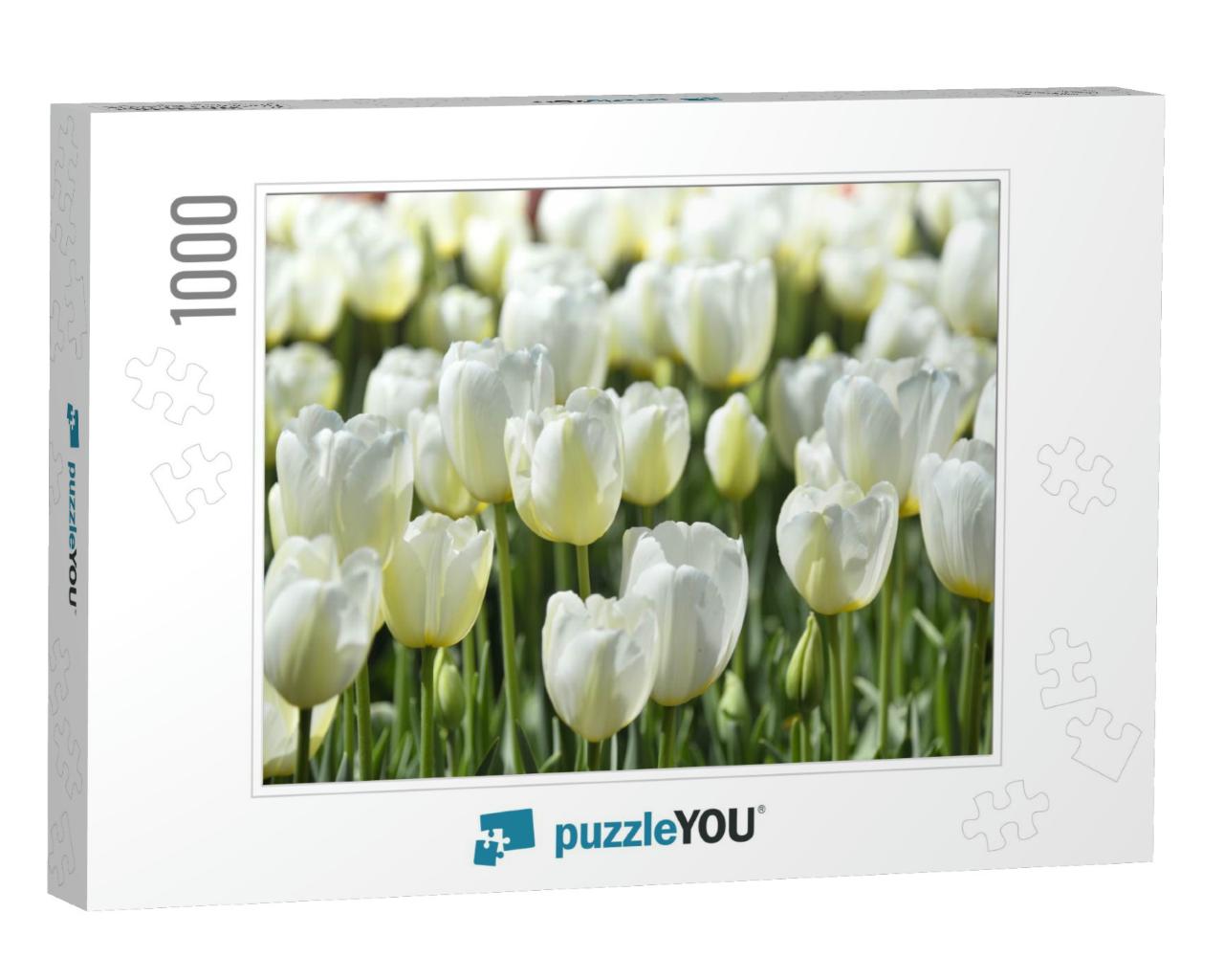 White Tulips in the Blur Background Closeup in a Bulb Fie... Jigsaw Puzzle with 1000 pieces