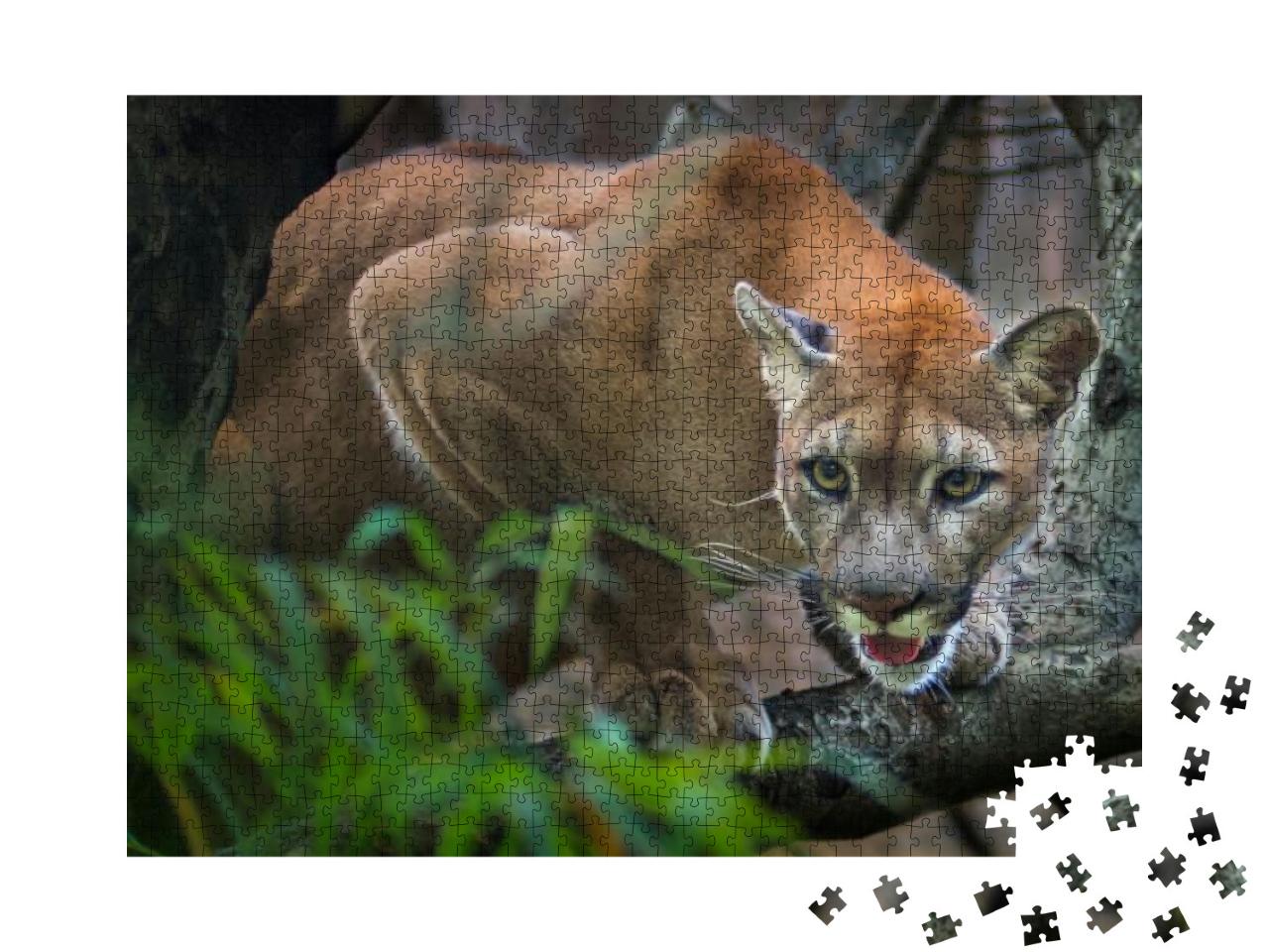 Mountain Lion Puma Prey on the Staring Twigs of the Fores... Jigsaw Puzzle with 1000 pieces